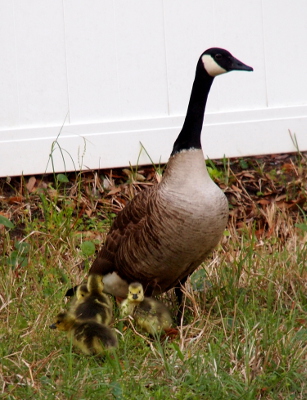 [Four fuzzy yellow and brown little ones stand at the feet of an adult goose.]